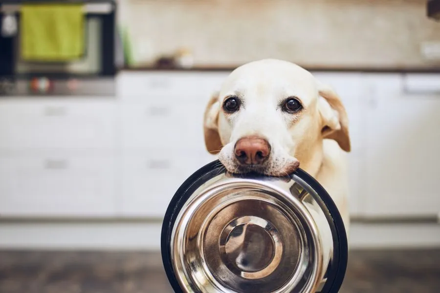 dog with empty bowl in mouth